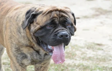Korean Mastiff Dog
