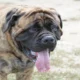 Korean Mastiff Dog 80x80