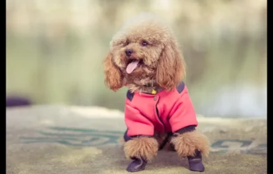 Top ten Cutest Dog Breeds in the World