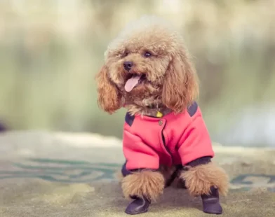 Top ten Cutest Dog Breeds in the World
