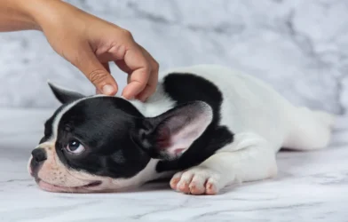 how to treat bump on dog's eyelid
