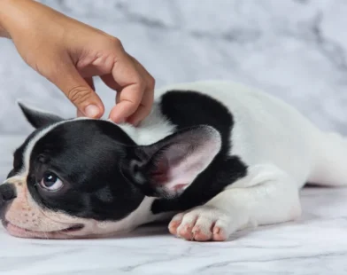 how to treat bump on dog's eyelid
