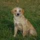 Mongrel Dog 80x80