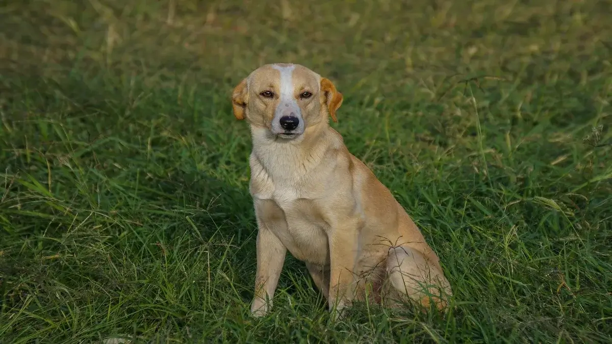 Mongrel Dog