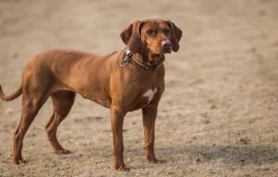 kombai dog