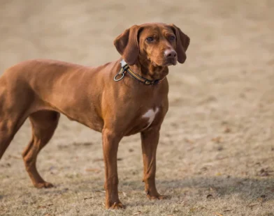 kombai dog
