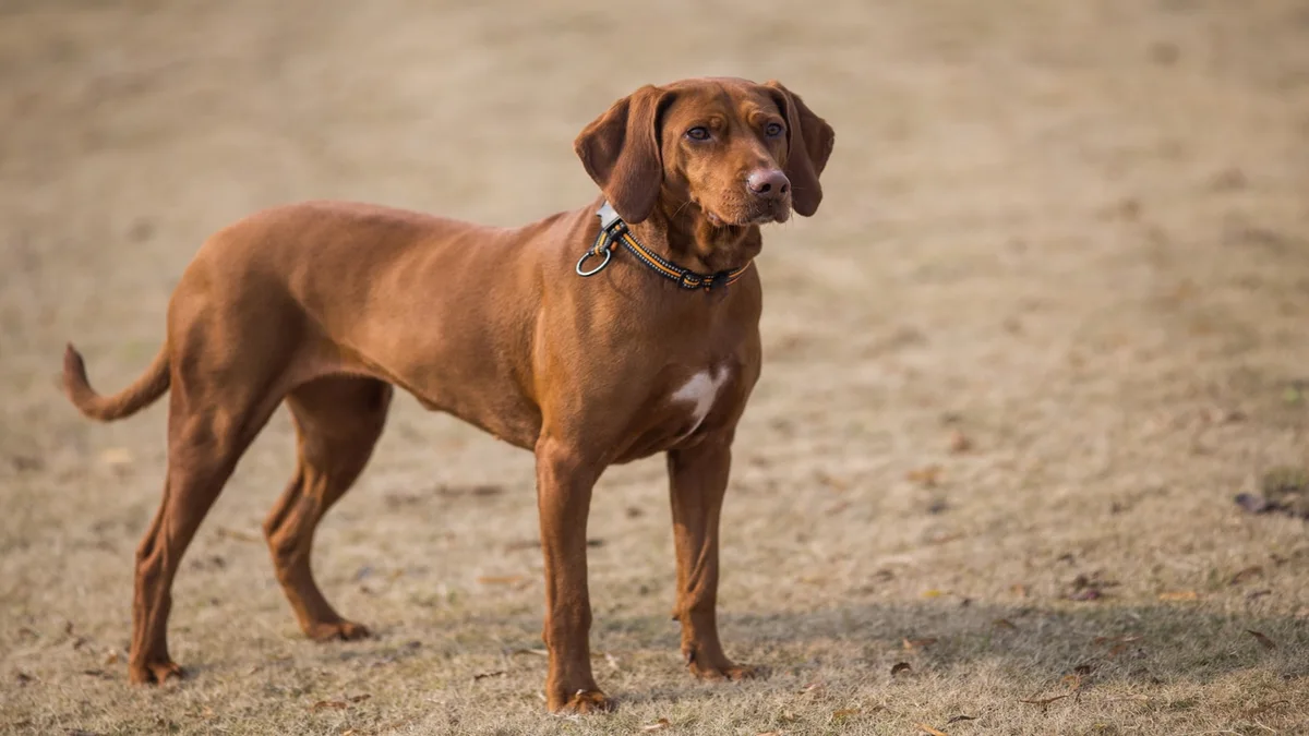 kombai dog