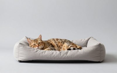 Best Cat Beds for Cozy Naps and Easy Care