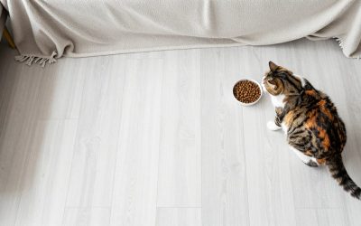 Best Cat Food in 2026: Wet, Dry and Fresh Picks by Need