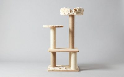 Best Cat Trees for Small Spaces and Big Climbers