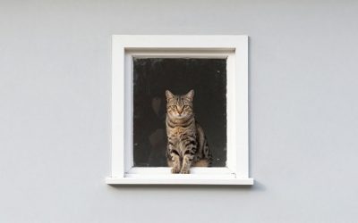 Best Cat Window Perches for Comfortable Bird-Watching
