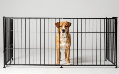 Best Dog Gates for Large Dogs: Secure & Sturdy Picks