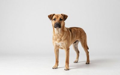Best Dog Kennels for Backyards and Secure Outdoor Time