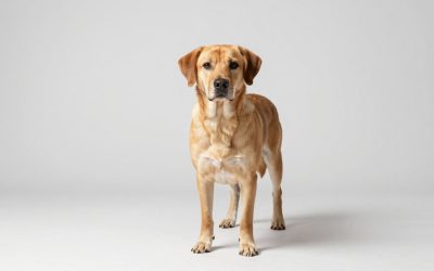 Best Dog Pools for Summer Cooling and Backyard Fun