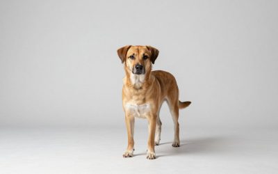 Best Dog Ramps for Cars, Sofas, and Senior Dogs
